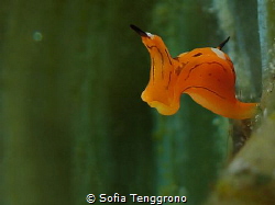 Siphopteron trigrinum - the flying duckman by Sofia Tenggrono 